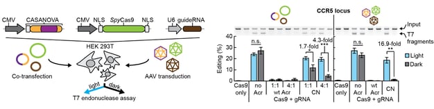 P1_Light-dependent_genome_editing-01