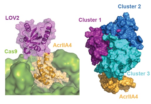 P1_Telomere_labeling