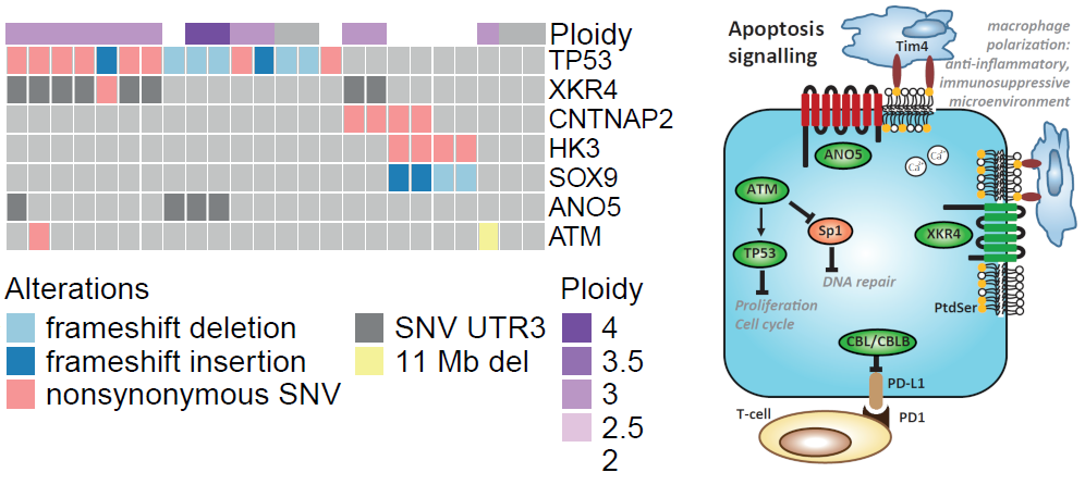 topic1_cancer_multiomics_colorectal_cancer_pathways_redux