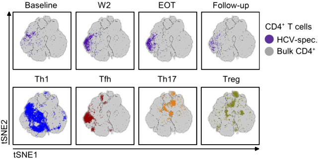 topic2_immunity_HCV_CD4Tcells_reduced_v2