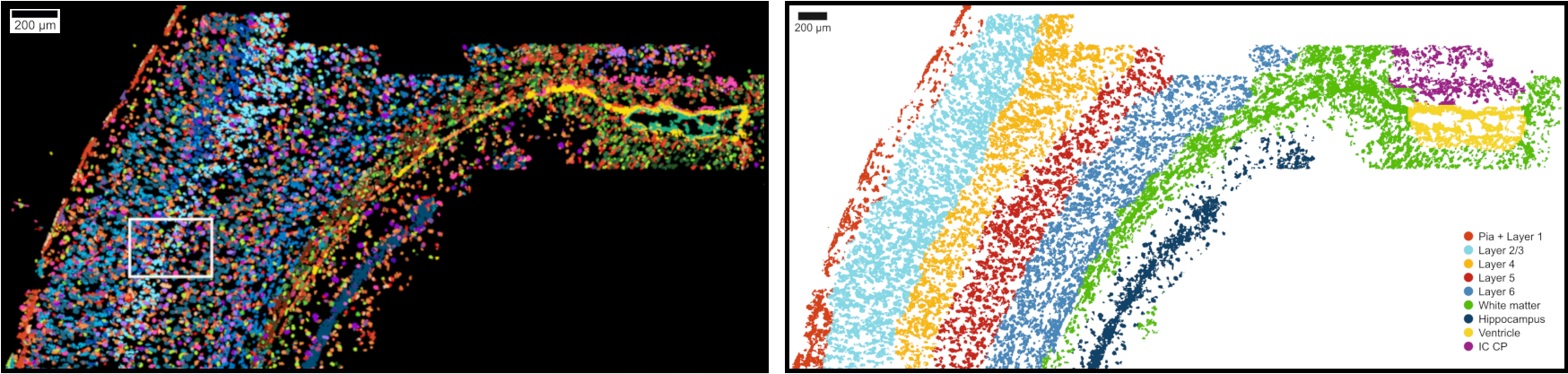 topic3_spatial_transcriptomics_SSAM_osmFISH_SSp_redux