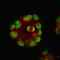 Intelligent_Imaging_fig_02_191205_h250px